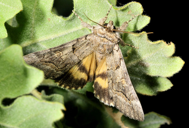 Catocala eutychea